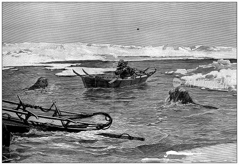 古董插图:Fridtjof Nansen北极探险队，猎海象
